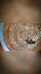 101K views · 1.3K reactions | A rare look at desert predators in action. The confrontation is quick, precise, and entirely driven by survival instincts. Every movement shows how perfectly adapted these species are to life in harsh environments. Which behavior stood out to you the most? If you found this fascinating, feel free to like and share. #Insects #Survival #viralvideo #wildlife | The Survival war Insects | Facebook