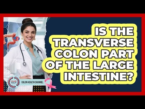 Is The Transverse Colon Part Of The Large Intestine?