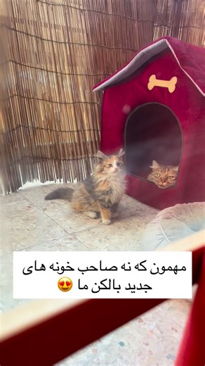 ‎آقای باشگاه | آقای مکمل‎ on Instagram‎: "واقعا قشنگترین گربه های دنیا رو داریم آقا من به این نتیجه رسیدم گربه‌ها به همدیگه خبر میدن. هنوز دو روز نشده یکی‌شون نفوذ کرده تو، یهو این دوتا سر و کلّه‌شون پیدا میشه! اینا قطعاً با هم در ارتباطن. شک ندارم اپلیکیشن بله یا ایتا دارن، تو گروه می‌نویسن: بچه‌ها اینجا غذا هست، بزن بریم!🤣"‎