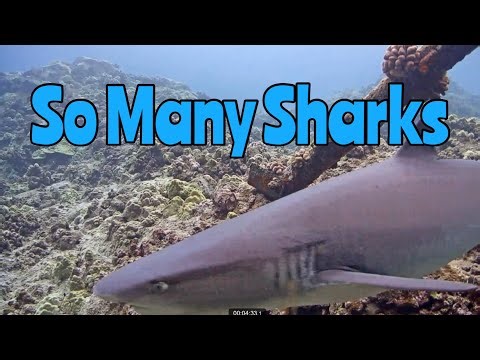 September 2025 Highlights 4K | MEGA Lab Cam | Hawaii live stream