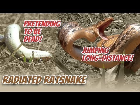 Radiated Ratsnake Jumping Experiment: Unveiling Incredible Snake Abilities! |Trans7 Global(24/10/23)