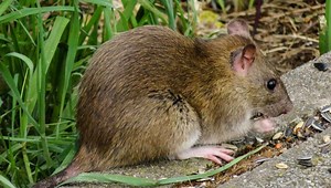 Can I Shoot Rats on My Property? (Legality & Rat Prevention)