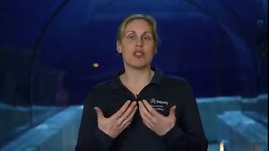 3.1K views · 66 reactions | Plongez avec nous dans les coulisses du Grand Océan, pour tout savoir sur le renouvellement de notre collection de poissons. 錄 | Aquarium du Québec | Facebook