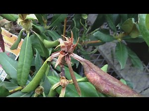 Gardeners urged to monitor rhododendron plants after disease detected