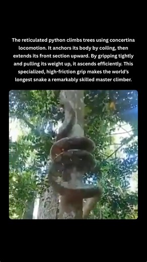 How the World’s Longest Snake Climbs Trees