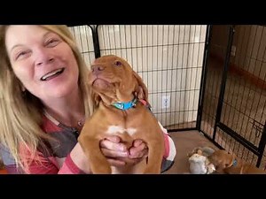 Vizsla Puppies Week 6 1/2