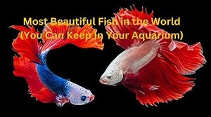 Most Beautiful Fish in the World (You Can Keep In Your Aquarium) aquarium fish farming