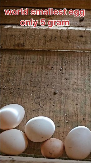 The smallest egg #youtube #chicken