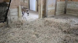 We have to lock the baby goats out of their stall so it can be cleaned. When they come back in and find all the fresh hay, the baby goats become positively giddy! :) PJ | Goat Milk Stuff