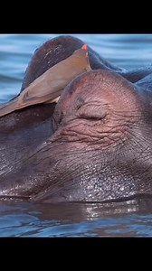Symbiotic Relationships in Nature: The Hippo and the Bird."Brief Details: In this fascinating interaction, a bird often perches on the head of a hippopotamus, engaging in a mutualistic relationship. The bird benefits by feeding on parasites and dead skin found on the hippo, while the hippo enjoys a form of grooming that helps maintain its skin health. This relationship exemplifies the interconnectedness of species in ecosystems, highlighting how different animals can support one another's well-b