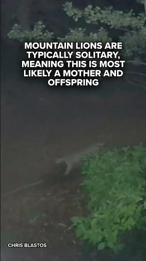 WATCH: Mountain lion family walks together in Colorado