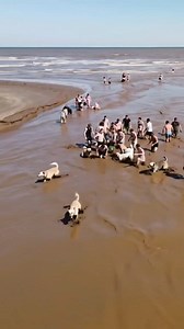 9K views · 36 reactions | Unbelievable Mud Tsunami: Chaos at the Beach! #MudTsunami #BeachChaos #NaturalDisasters #ShockingFootage #SurgingTides #BeachDestruction #DisasterAlert #MudWave #OceanPower #UnbelievableEvents #BeachTsunami #SurvivalMoments #NatureUnleashed #TsunamiChaos #facebookpost #postviralシ | Natural Disaster | Facebook