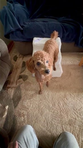 Dog Backs up Steps. Another way to practice rear end awareness.
