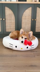 These @hellokitty and Friends pet beds allow our cats and dogs to both be comfortable and agree on something while sporting our favorite Sanrio characters! Snag one for your pet this holiday season! @jazwares #jazwarespartner #JazwaresPets #hellokitty | Hammy & Olivia