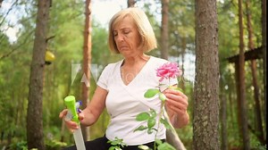 Elderly senior gardener farmer woman caring flowers in summer garden at countryside outdoors, sprays flowering plants using water pulverizer. Farming, gardening, agriculture, retired old age people