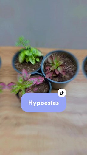 Cuidado y propagación de Hypoestes: Consejos y cuidados para plantas de interior