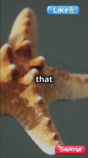 Top Marine Biologist Reveals Starfish Feeding Secrets!