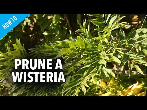 How to prune wisteria