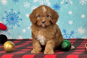 Calista - Cavapoo Puppy 5F87AC