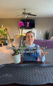 910K views · 23K reactions | Your Phalaenopsis orchid blooms fell...