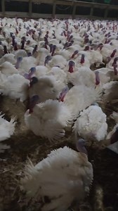 Big turkeys ready to go to market. | Turkey Jake