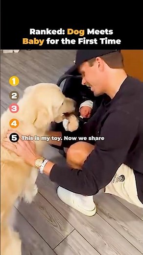 Ranked- Dog Meets Baby for the First Time