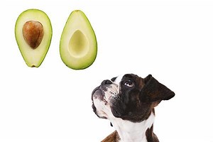 Peut-on donner de l'avocat à un chien ? RISQUES, BIENFAITS ET CONSEILS