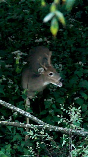 Apple Eating Bucks in MN!