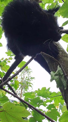 🐾 Brilliant Binturong! 🐾 🌳 Binturong are excellent climbers, and even have a prehensile tail to help them to grip onto branches! 🔈 Sound on for some Bibsi snuffles! #birminghamwildlifeconservationpark #binturong #snuffles #climbing | Birmingham Wildlife Conservation Park