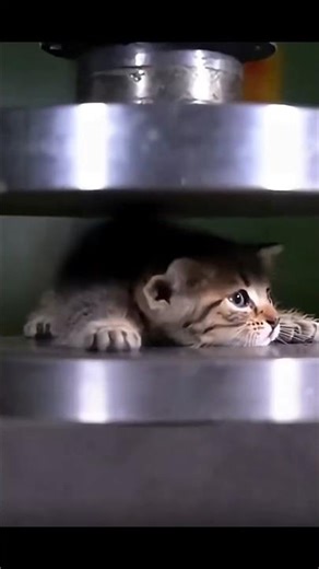 cat hydraulic machine in 😱 #cat #youtubeshorts #viral #trending