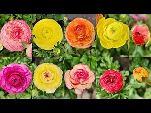 Ranunculus Care Guide: Get Healthy Plants & Heavy Flowering Easily |