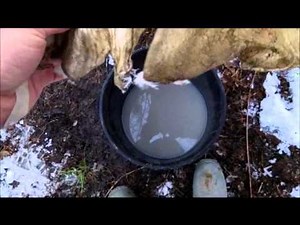 brain tanning deer hides- modern braining: [ part 6 of 10 ]