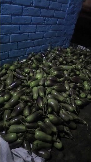 eggplant 🍆 brinjal vegetable Harvesting #farming #garden #satisfying #vegetables #gardening #eggpla