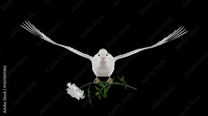 White Dove Bird with White Peony Flower - Flying Loop - Front View CU - Alpha Channel - 4K UHD 3D animation of romantic pigeon bird bringing blooming blossom isolated on transparent background