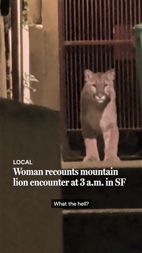 At around 3 a.m., Roxanne Blank had just gotten home from a coworker’s going-away party when she spotted an unexpected visitor on her apartment stoop: a young mountain lion staring her straight in the face.“ We locked eyes for about five minutes in total,” she says. “It was super magical.” The lion was captured the next morning in San Francisco’s Pacific Heights neighborhood after a lengthy standoff involving Animal Care and Control, the San Francisco Zoo, the California Department of Fish and W