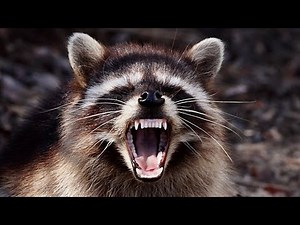 Rabid raccoon attacks dog in Gwinnett County, community services department says
