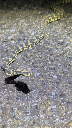 Wild Jungle Carpet Python! #herpingaustralia #snakes #shorts