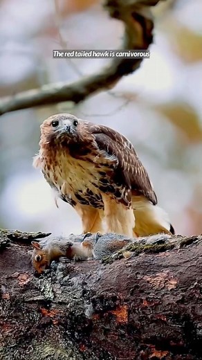Red tailed hawk vs Squirrel 🐿️ . . . Ayoub Nayiak Wildlife Photographer #birdphotography #birdwatching #wildlifephotography #wildlife #viralpost2024 #ayoubnayiak #birdlife #Eagles #wildanimals | Ayoub Nayiak Wildlife Photographer
