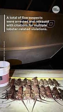 Wildlife officers recover 17 illegal lobsters on night patrol