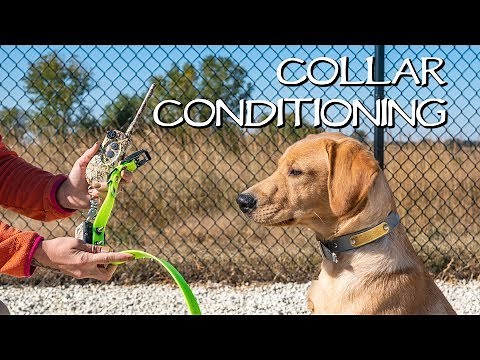Labrador Retriever Collar Conditioning To Recall - Gun Dog Training