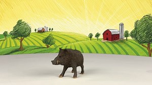 Watch Hog | Big Country Toys on Amazon Live