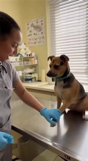 Le vétérinaire a posé le chien sur la table mais a oublié le chat > https://chatschiens.com/actualites-chats/veterinaire-a-pose-le-chien-sur-la-table-mais-a-oublie-le-chat/ | Chats Chiens
