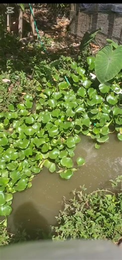 Tilapia fish farming in jamaica