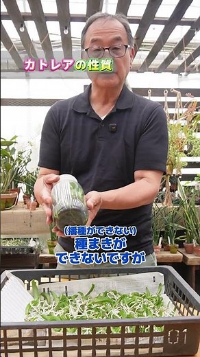 [Orchid] Cattleya seedlings grown via asymbiotic germination [orchid]@seedpot368 #sheath