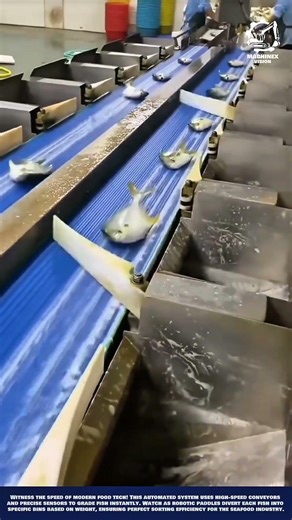 Industrial Machine Fish Grading System for Seafood Processing Plant Automation and Efficiency