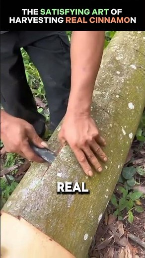 The Ancient Method of Harvesting Cinnamon