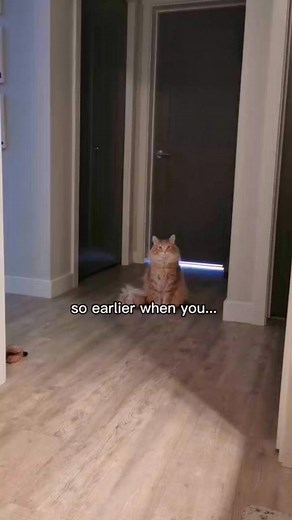 Witnessing a blink may cause memory loss #cat #catsoftiktok #fyp | Walter the Catt