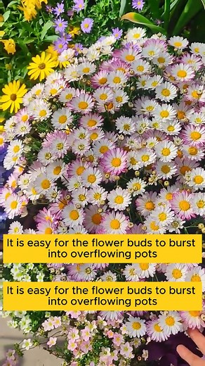 4.5K views | DIY clay pots #backyardgardening #gardeninglife #vegetablegardening #vegetablegarden #gardeningtips #gardeninglove #organicgardening #gardensofinstagram #gardenideas #urbangardening #gardeningistherapy #gardeninggoals #homegardening #gardeninspiration #lovegardening #gardeningisfun #countrygarden #veggiegarden #happygardening # | Gardening Hacks | Facebook