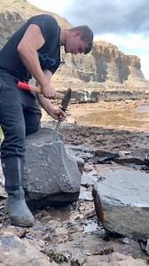 Here’s a perfect ammonite rock that we found in a shale slab and opened up on the beach🏝🌊 Inside, a stunning Dactylioceras ammonite from the Jurassic 😍🦑 This ammonite is around 185 Million Years Old 💀 If you’d like an ammonite rock to crack open, please message us directly on yorkshire fossils or visit our website yorkshirefossils.NET 🦕 For more videos, check out our YouTube channel Yorkshire Fossils 🏝 Thanks for supporting our page! 🐊 #natural #nature #fossil #fossils #ancient #animals 