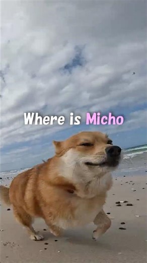 🦊😯Where Is Micho Going? Just Running Through Today 🐾